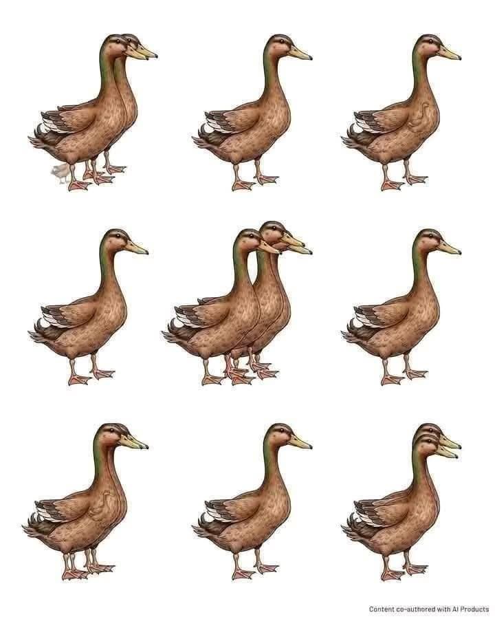 حل لغز الصورة: كم بطة في الصورة؟